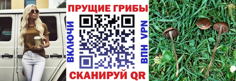 цены Королёв Псилоцибиновые грибы GOLDEN TEACHER